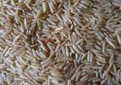 Super Rice Fights For The Cause Of The Undernourished